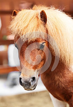 Brow miniature horse. Closeup