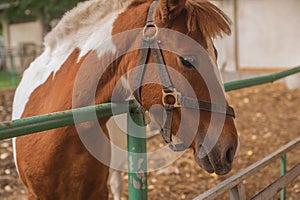 Brow miniature horse. Outdoors