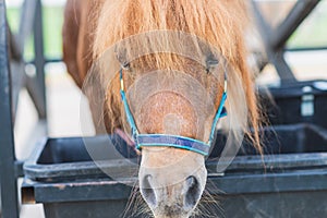 Brow miniature horse pony head closeup. Summer warm day outdoors