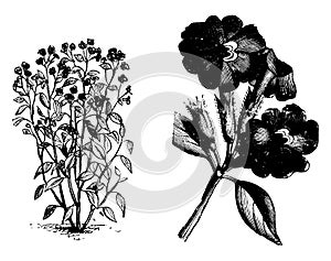 Browallia, Elata, flower, shrub, sepal, tabular vintage illustration