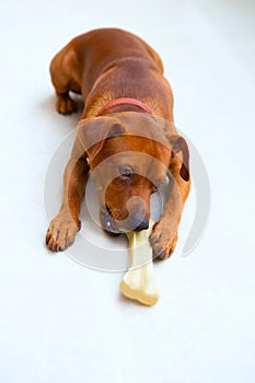 Browin mini pinscher dog eating a bone