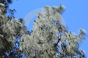 Browish pine cones of long needled pine tree. photo
