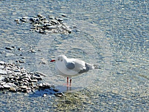 Browm headed gulls