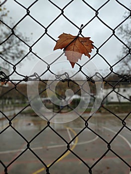 Browm maple leaf on the metallic fence in autumn season, autumn leaves and autumn colors