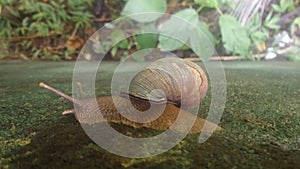 Browm snail with shall photo