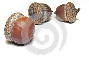 Brown Acorns