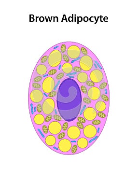 Brown Adipocyte (Brown Fat Cell).