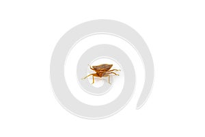 Brown adult bed bug scuttling closer, isolated on a white surface