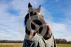 Brown adult horse covered with horse blanket, standing in the meadow. Beautiful horse on field in farm. Portrait of bay horse in