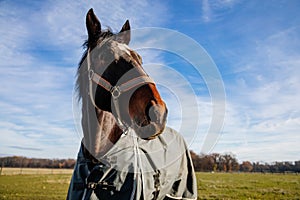 Brown adult horse covered with horse blanket, standing in the meadow. Beautiful horse on field in farm. Portrait of bay horse in