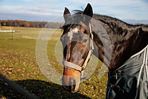 Brown adult horse covered with horse blanket, standing in the meadow. Beautiful horse on field in farm. Portrait of bay horse in