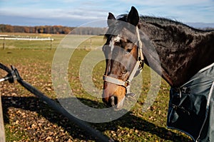 Brown adult horse covered with horse blanket, standing in the meadow. Beautiful horse on field in farm. Portrait of bay horse in