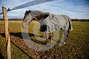 Brown adult horse covered with horse blanket, standing in the meadow. Beautiful horse on field in farm. Portrait of bay horse in