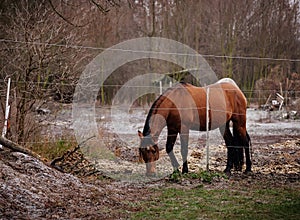 Brown adult horse standing in the meadow. Beautiful horse on the field in farm. Skanzen with snow, Polabi open-air ethnographic