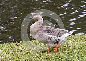 Brown African Goose walking in the grass in Dallas, Texas.