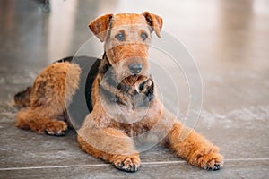 Brown Airedale Terrier Dog Close Up