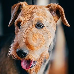 Brown Airedale Terrier Dog Close Up Portrait.