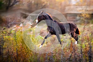 Brown Akhal-Teke foal