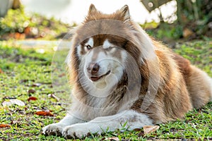 A  brown alaskan malamute dog with cheating face