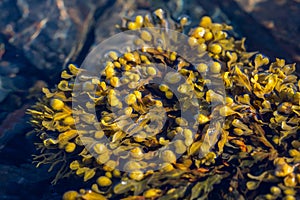 Brown algae in clean sea water