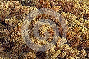 The brown algae Cystoseira mediterranea