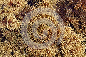 The brown algae Cystoseira mediterranea photo