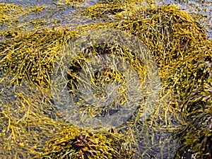 Brown algae, fucus