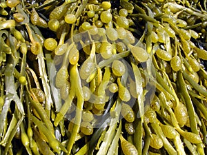 Brown algae, fucus