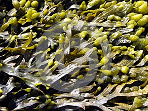 Brown algae, fucus
