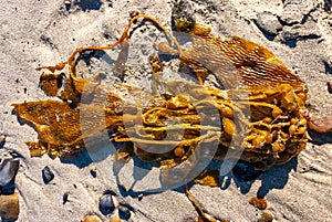 Brown algae Macrocystis pyrifera washed ashore during a storm, Santa Catalina Island, California