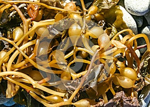 Brown algae Macrocystis pyrifera washed ashore during a storm, Santa Catalina Island, California