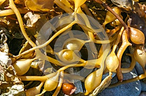 Brown algae Macrocystis pyrifera washed ashore during a storm, Santa Catalina Island, California