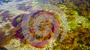 Brown algae macrophytes Cystoseira barbata and other green and red algae at the bottom of the Tiligul estuary photo