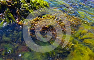 Brown algae macrophytes Cystoseira barbata and other green and red algae at the bottom of the Tiligul estuary, Black Sea photo