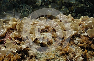 Brown algae Peacock`s Tail Padina pavonica