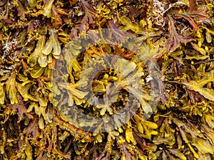 Brown algae Phaeophyceae from the Cantabrian Sea Galicia - Spain