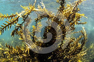 Brown Algae Seaweed, NZ