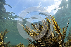 Brown Algae Seaweed, NZ