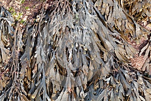 The brown algae toothed wrack Fucus serratus