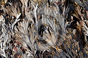 The brown algae toothed wrack Fucus serratus