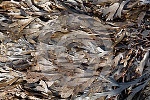 The brown algae toothed wrack Fucus serratus