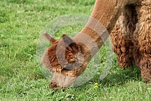 Brown Alpaca