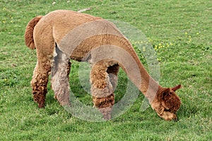 Brown Alpaca