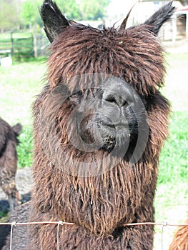 Brown Alpaca