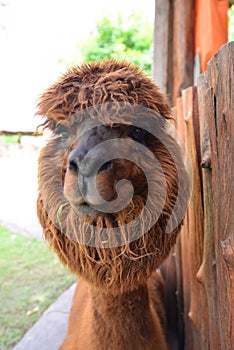 Brown alpaca Closeup
