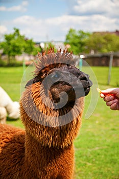 Brown alpaca eating carrot