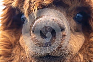 Brown Alpaca face close up