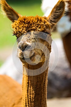 Brown Alpaca on a Farm