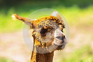 Brown Alpaca on a Farm