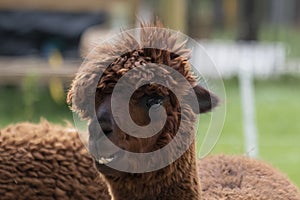Brown Alpaca in front, funny teeth, Selective focus on the head of the alpaca, photo of head